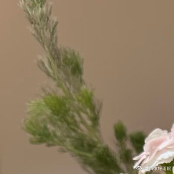 种植康乃馨1.栽培方式：泥炭土+珍珠岩+椰糠，疏松透气排水微碱性土壤；须根