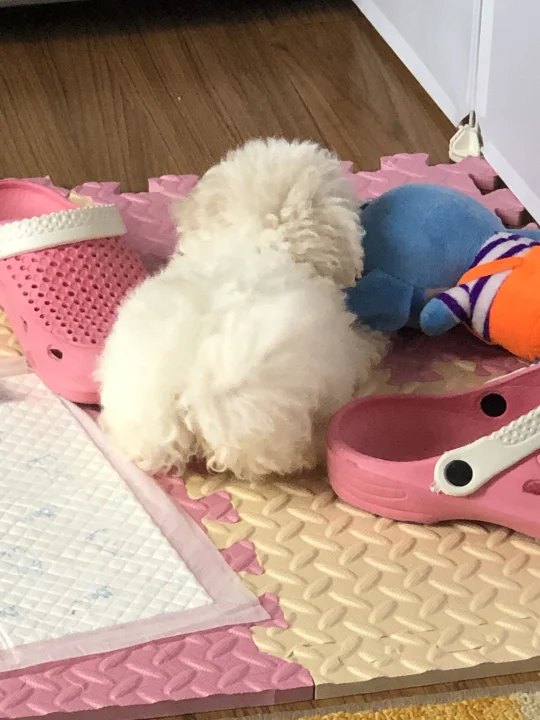 我又养了一只小奶狗？！