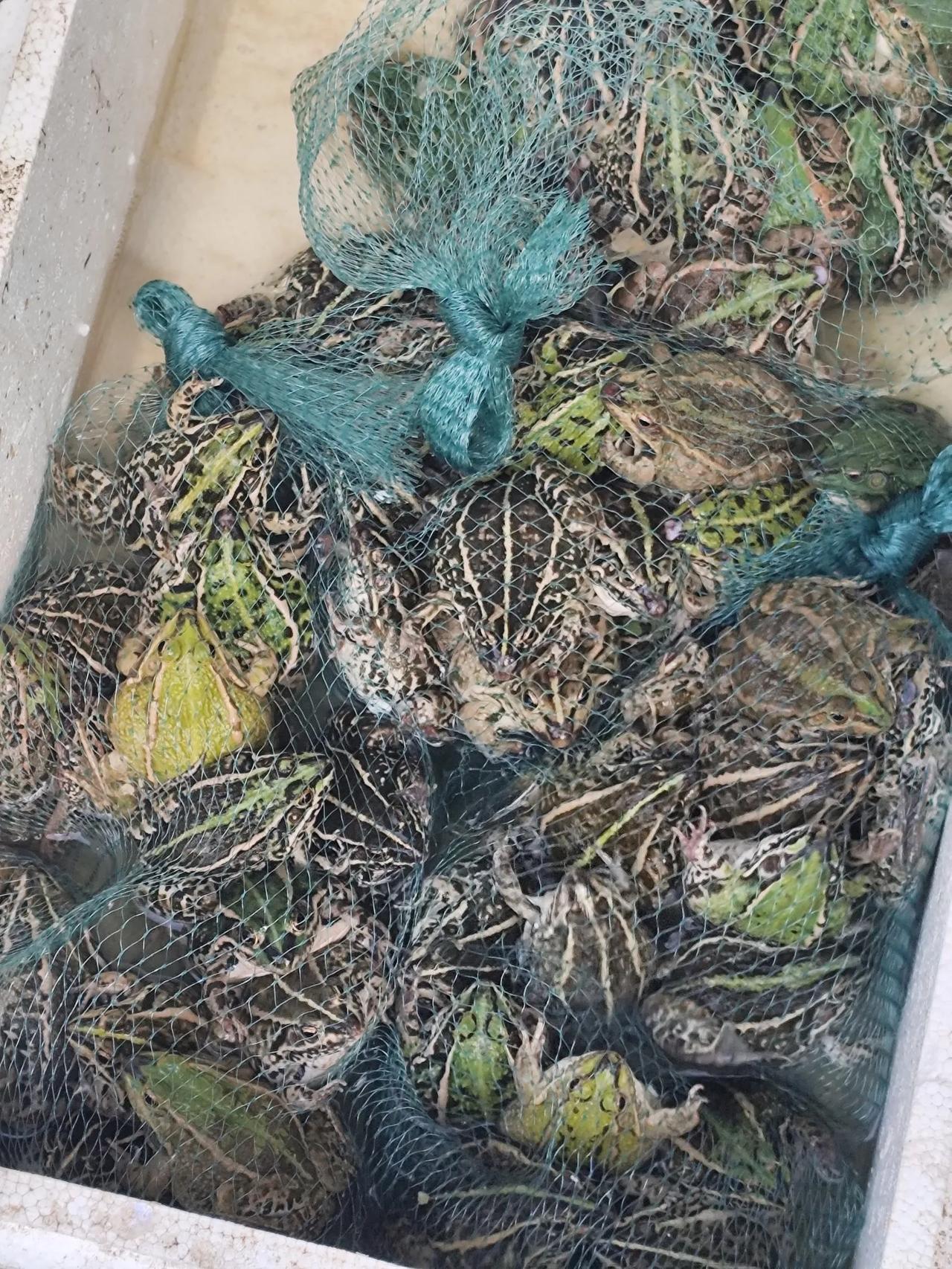 菜市场碰见，这个可以卖吗？怎么吃？