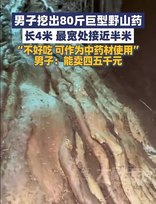 发财啦！云南一男子在山上挖山药，挖出个“巨无霸”！4米长、80斤重，几个人挖了几