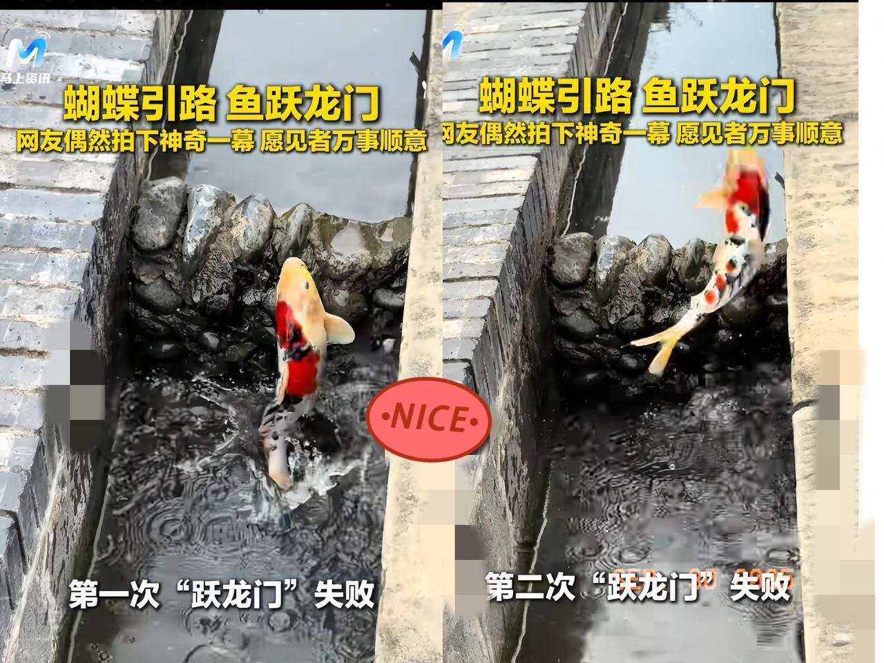 “彻底解释不清了！”一条锦鲤几次尝试“跃龙门”，结果都失败了，就在这时，