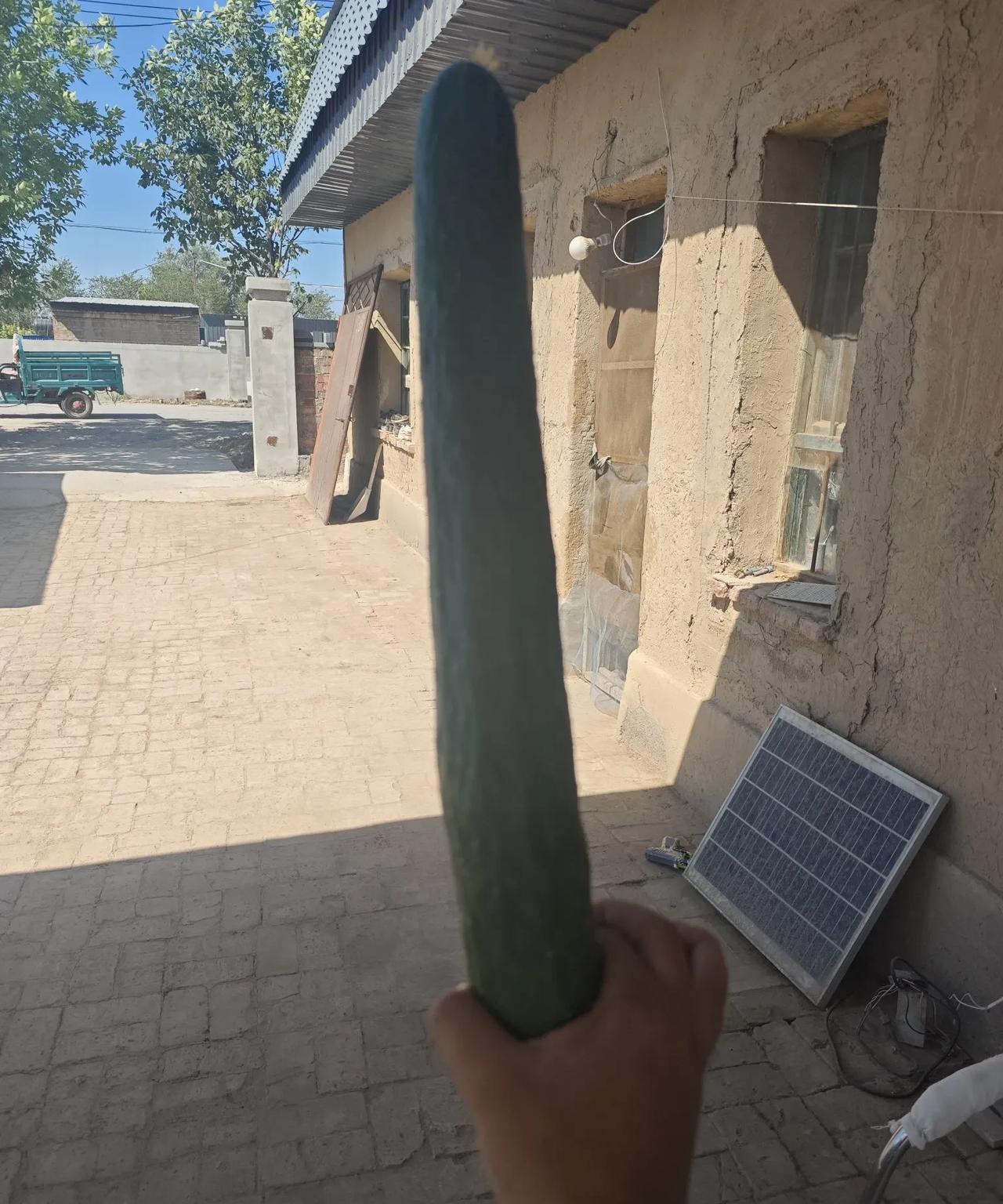巨型黄瓜！！！只有自己种的，猛施肥的能长这么大。[捂脸哭][捂脸哭]这