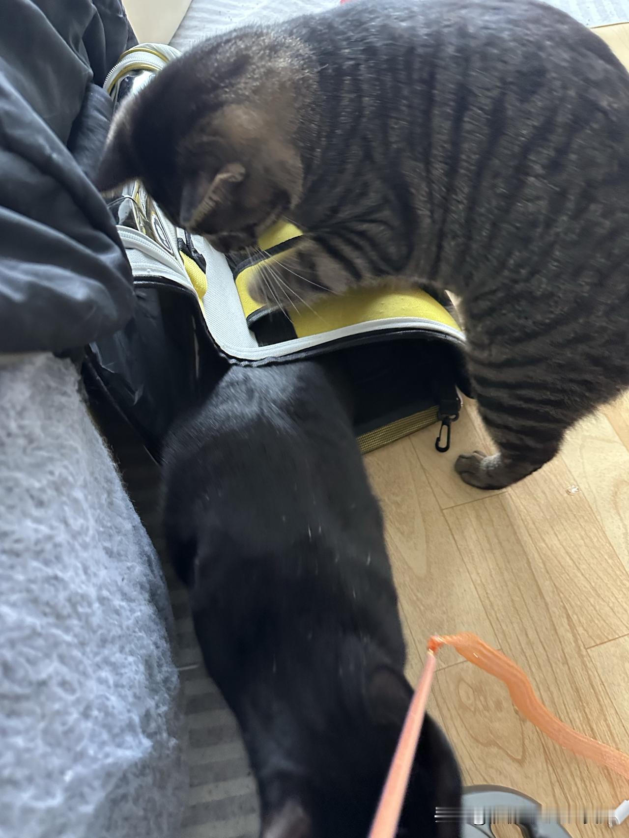 我家狸花猫怪怪这几天尿闭我灌了它几天阿莫西林情况有好转，但每次排尿的量比较少