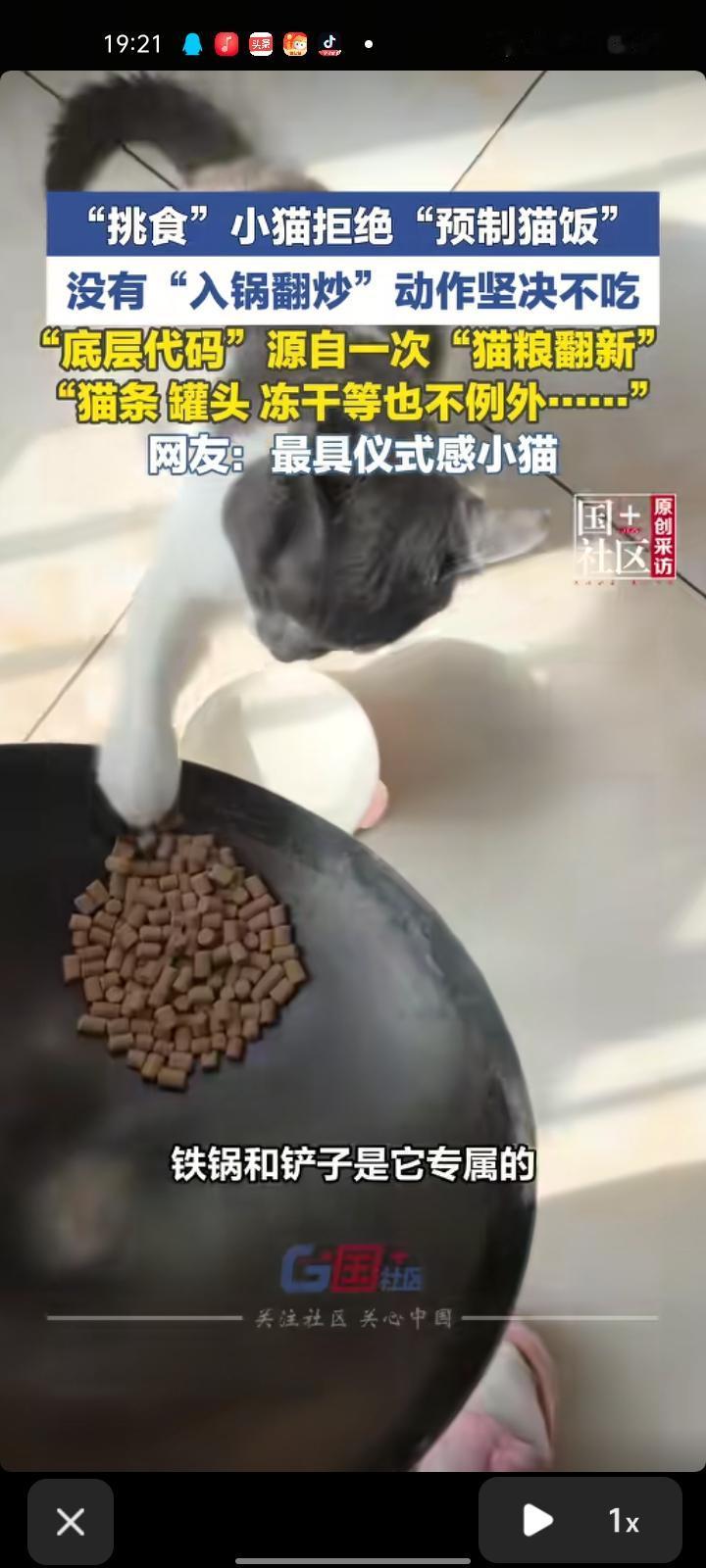 4月12日，河南洛阳。女子发视频称，某天半袋猫粮受潮了就给炒给猫咪吃了，炒了有半