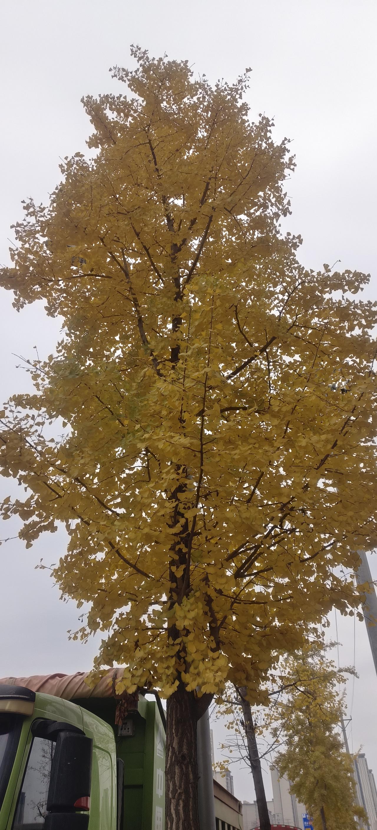 叶的离开是风的无情还是树的不挽留？冬天来了，树叶黄了，银杏树的树叶🌿慢慢的脱