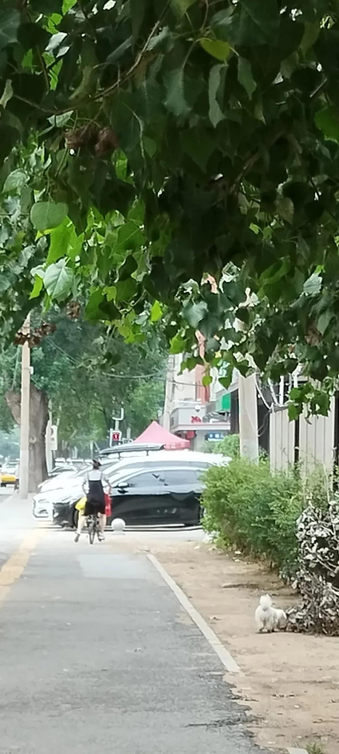 这么些年我这是头一回看见。一个妇女骑着单车遛着小狗。小狗没牵狗绳。这