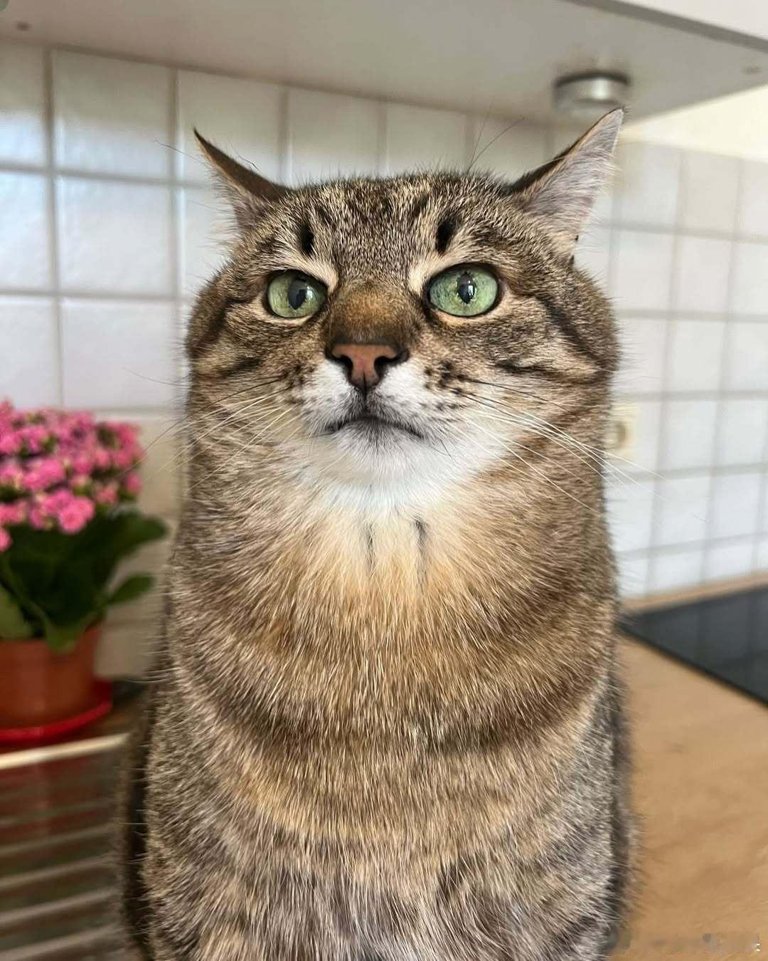 没脖子emo猫潘🐱cr：loveyoustepan​​​