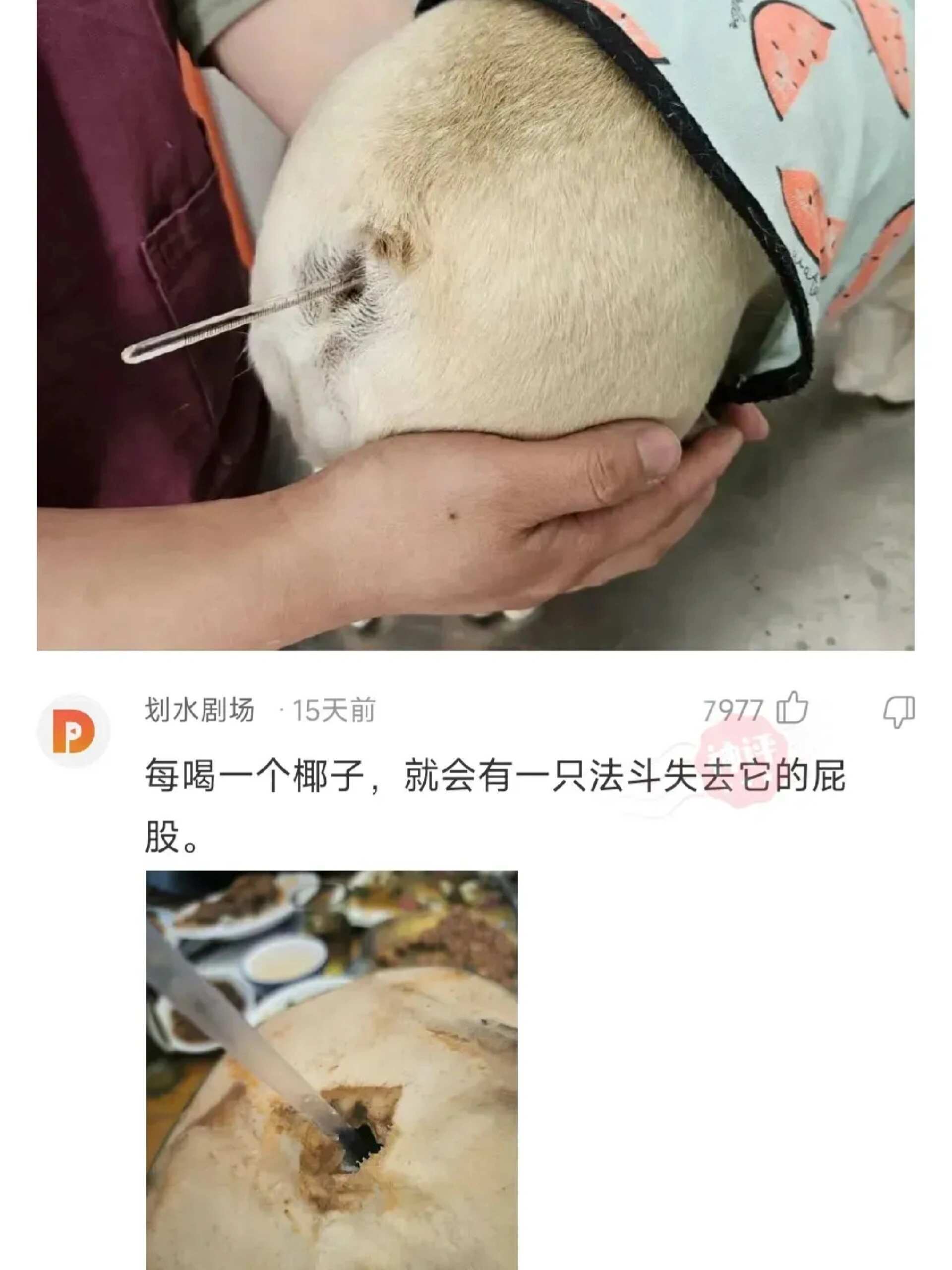 每喝一个椰子，就会有一只法斗失去它的屁股