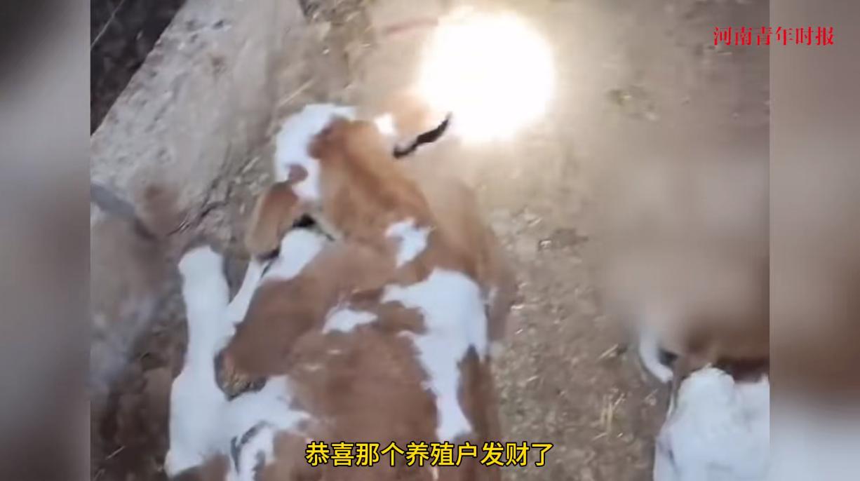 “活久见！”近日，山东日照，一位养殖户的1500斤母牛在分娩时，竟然意外产下了一