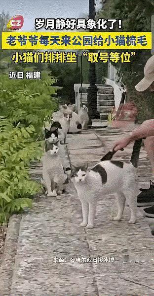 火上新华社了。 近日，黑龙江一处公园出现了一群流浪猫，令人傻眼的是，这群猫咪