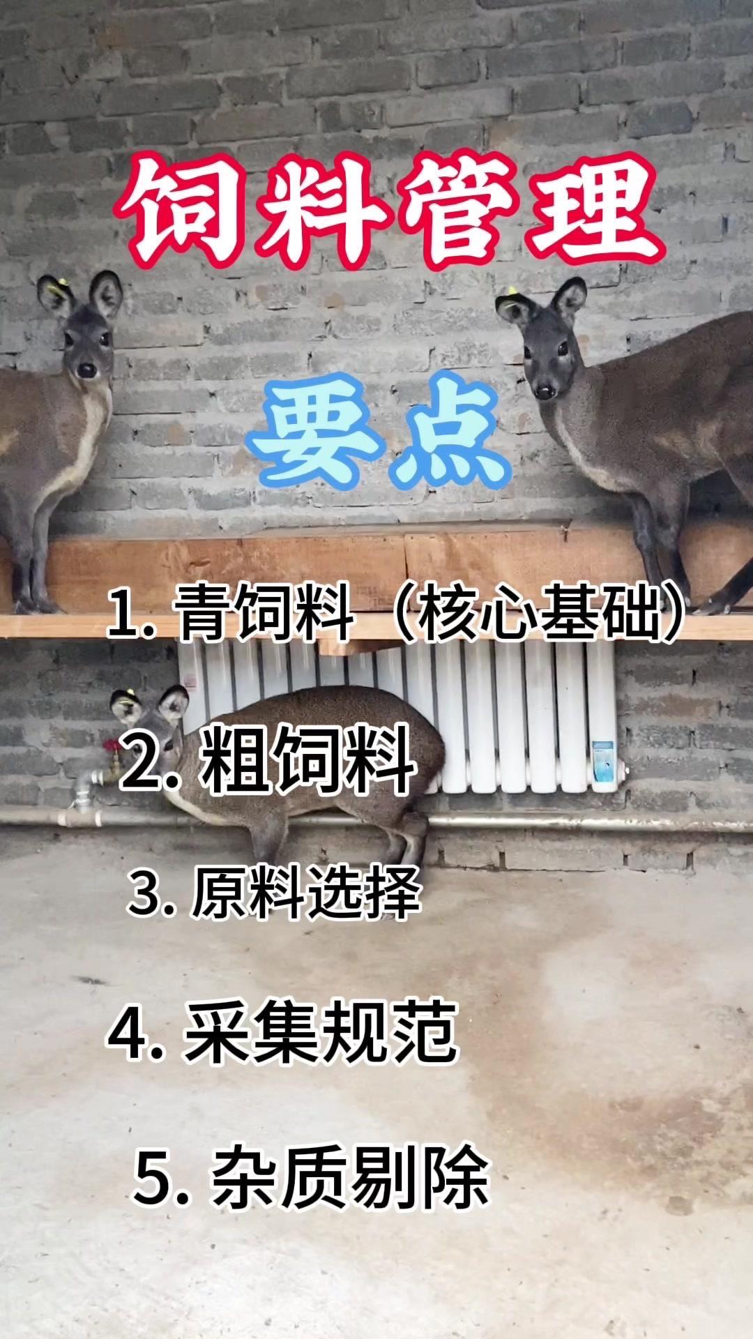 林麝人工繁育核心在饲料管理，95%以上靠青饲料和粗饲料，精饲料仅作补充。青饲