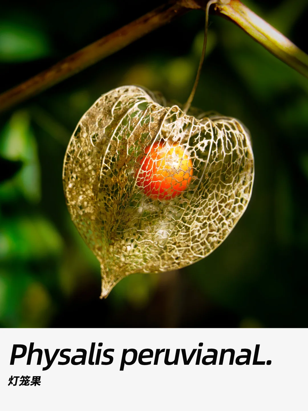 带你每天认识一种花材397｜灯笼果