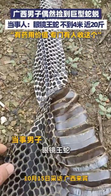 “这简直是捡钱啊！”10月15日，广西来宾，一男子捡到一条3米多的巨型眼镜王蛇蛇