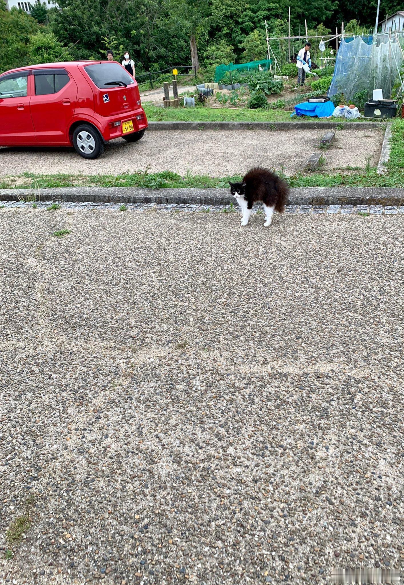 有只超级生气的猫