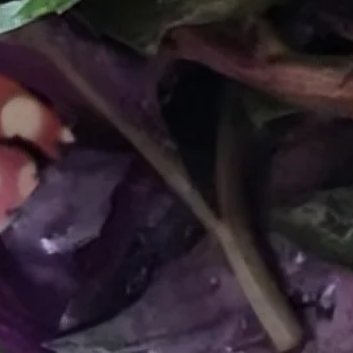 种植🍂红凤菜高产栽培技术1、种植时间：一般情况下，为了保证红凤菜的种子能够更