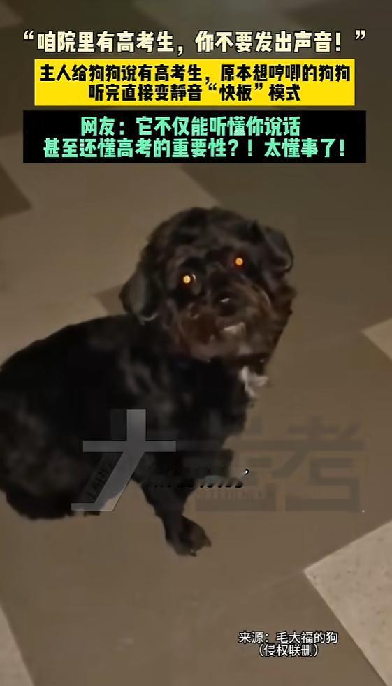 “太有灵性了！”6月7日报道，内蒙古，一小狗和主人吵架，在外面哼哼唧唧的，主人让