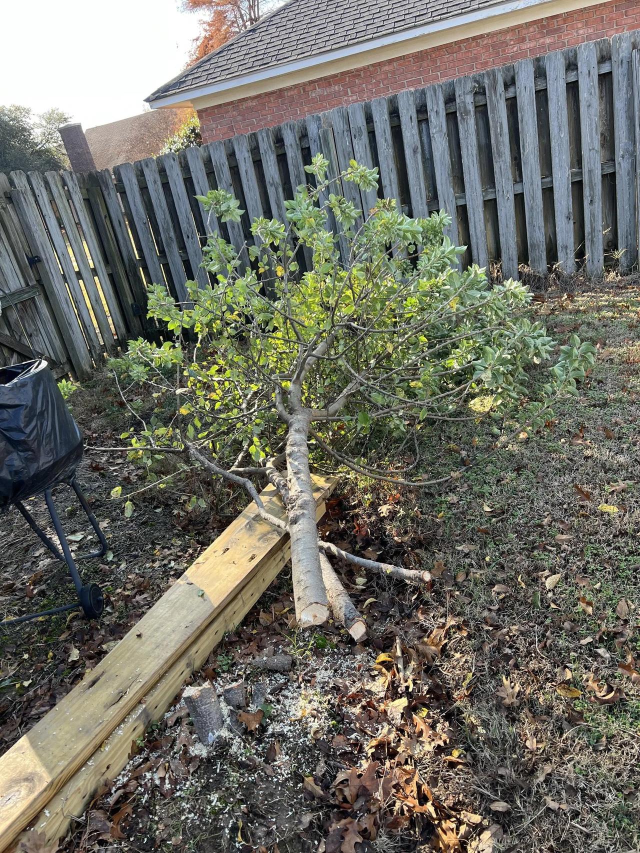 苹果籽种出来的苹果树好几年了，长这么高了就是不结果。某人唧唧歪歪的那就砍了吧