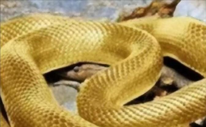 1975年的西安考古界正被兵马俑的发现搅得火热，新华社刚刚报道了临潼秦俑的消息。