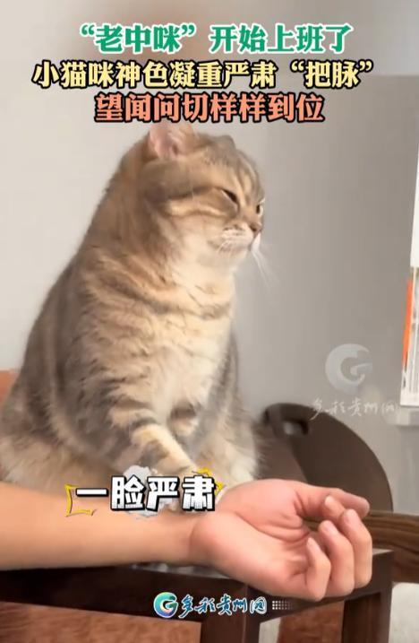 “老中喵上线了！”多彩贵州网5月10日报道，近日广东，一名男子在家里休息，他刚把