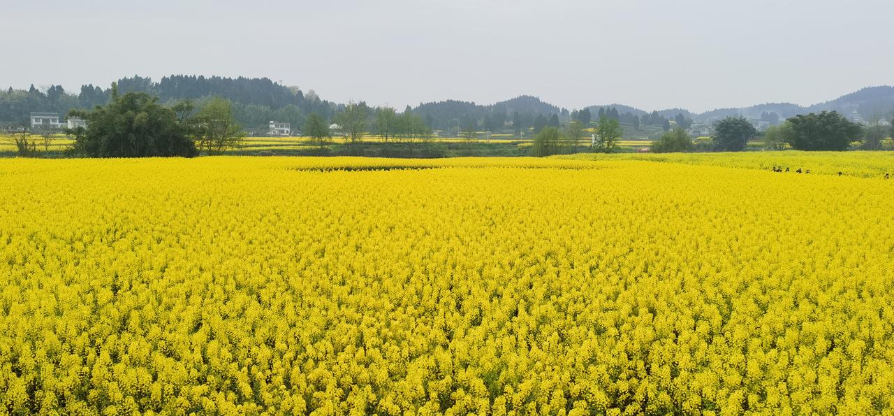 晒晒你相册里的油菜花吧油菜花田野写真