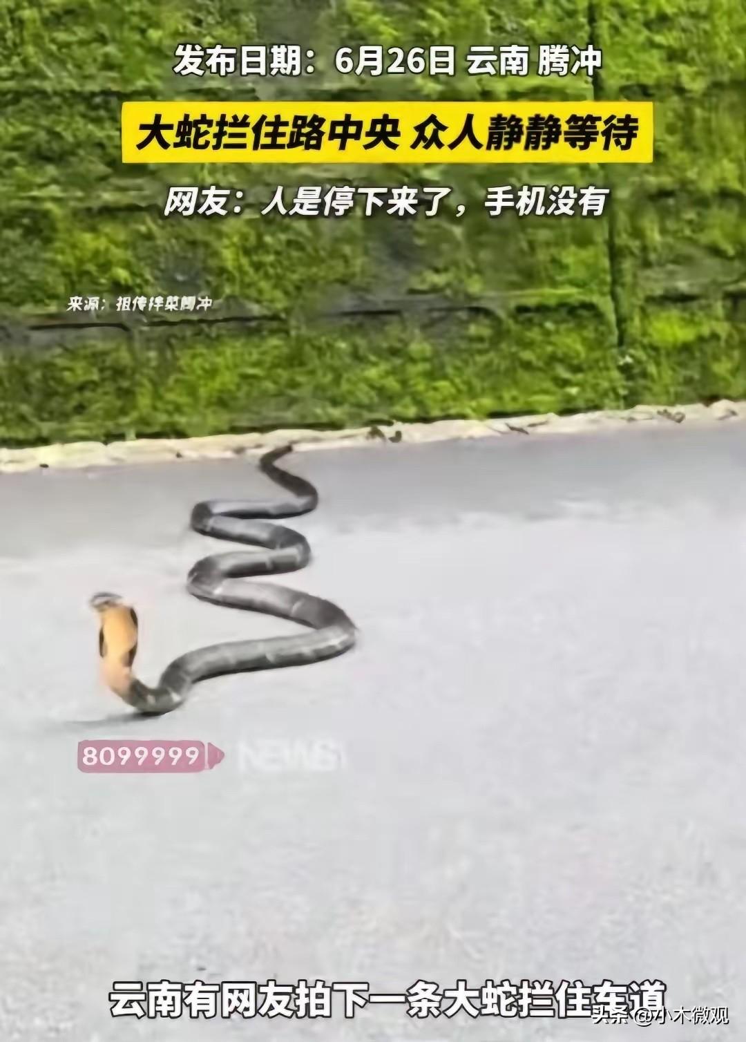 6月26日，云南腾冲一条主干道上，一条眼镜王蛇大摇大摆横穿马路。令人意外的是，来