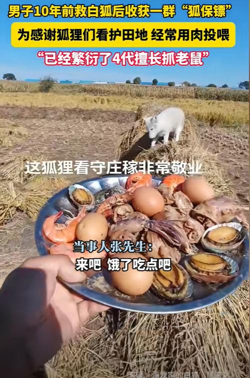 “万物皆有灵!”近日,黑龙江,一男子在10年前救了一只白狐,没想到之后白狐就不肯