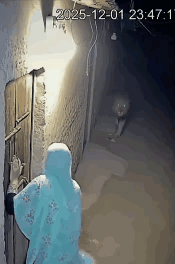 面对猛兽，妇人的心绝望要死，拼命的拍打着紧闭的房门。面对近在咫尺的猎物，狮子动了