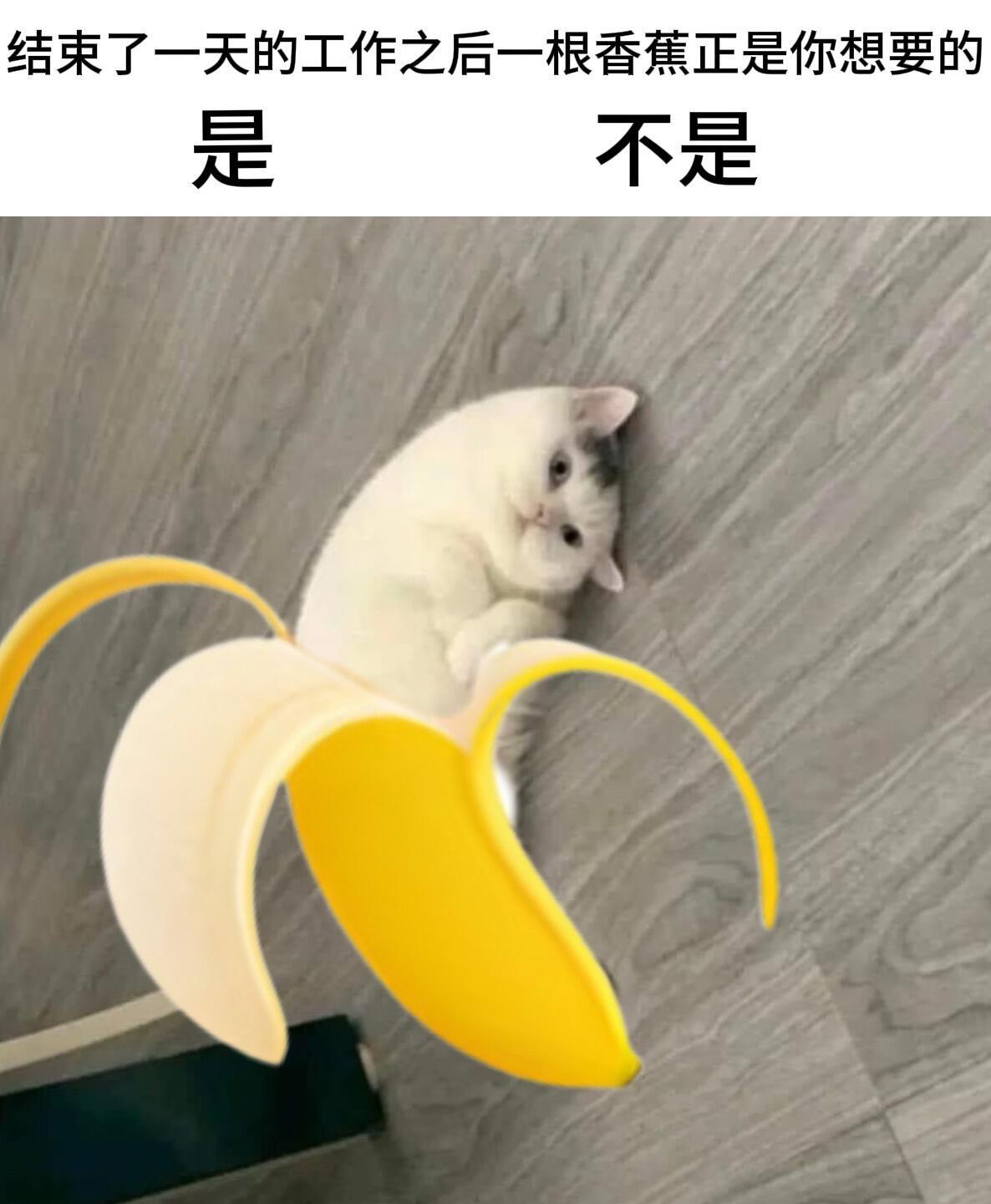 全被小猫咪演明白了🐱meme