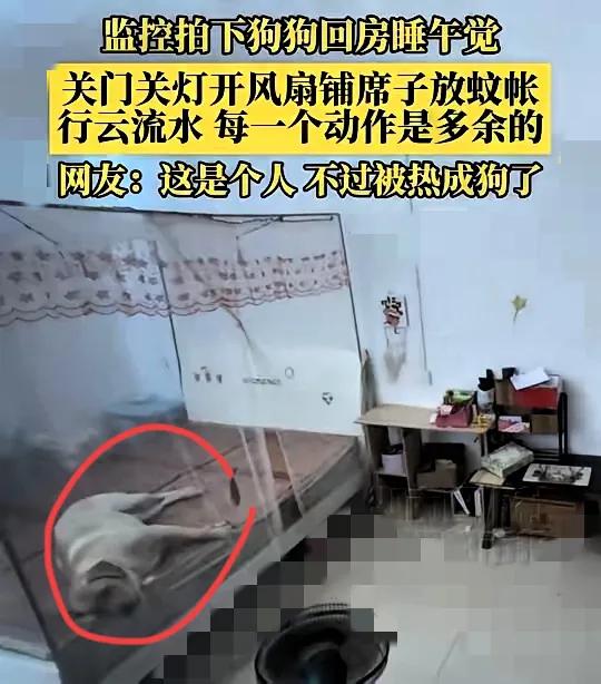 家人们谁懂啊！湖南这40℃的天，竟把一只小狗逼成了“精致生活家”