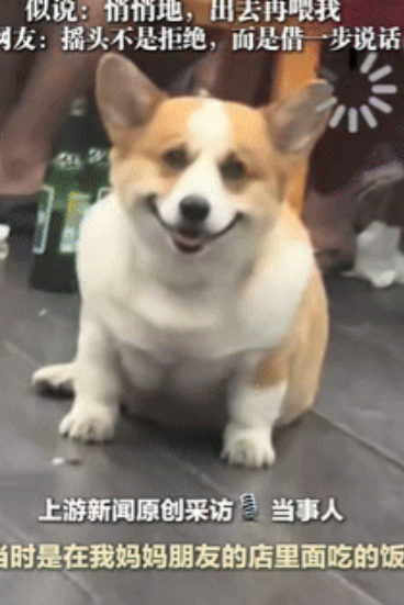 要成精了！”四川一男子在饭店就餐时，发现老板养的狗狗在盯着他看，男子心血来潮，想