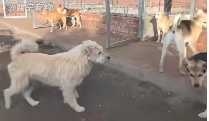 河北承德一只名为"长毛"的中华田园犬近日因展现非凡领导力走红全球。网络视频中，它