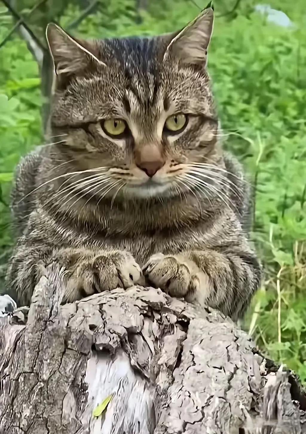 我养了两年的狸花猫离家出走，成流浪猫了。在街上碰见它几回，每次它就跟我打个招呼，