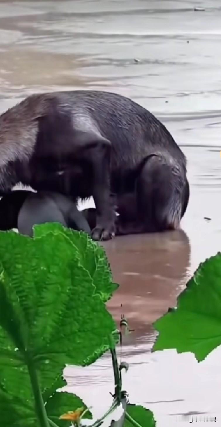 可怜的流浪狗妈妈，带着孩子外出觅食，途中遭遇大雨却无处避雨。它弯下身子，将孩子紧