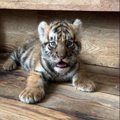 李女士最近遇上件窝心事——她在黑龙江东北虎林园认养了两年的东北虎“小独苗”，第三