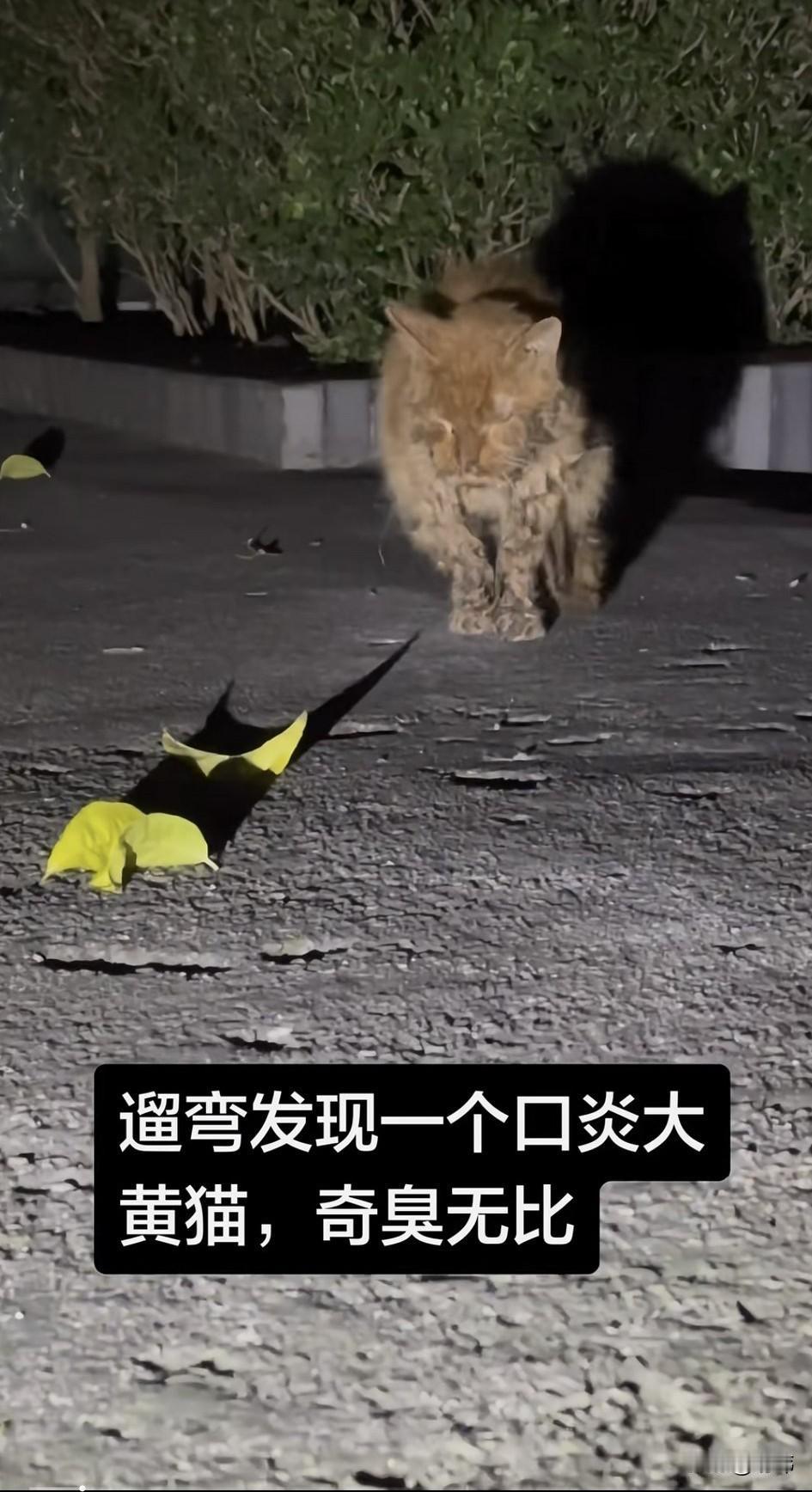 泪目了！这天夜里一位小哥哥去遛弯，当他走到一个公园里的时候，看到一只奇臭无比得了
