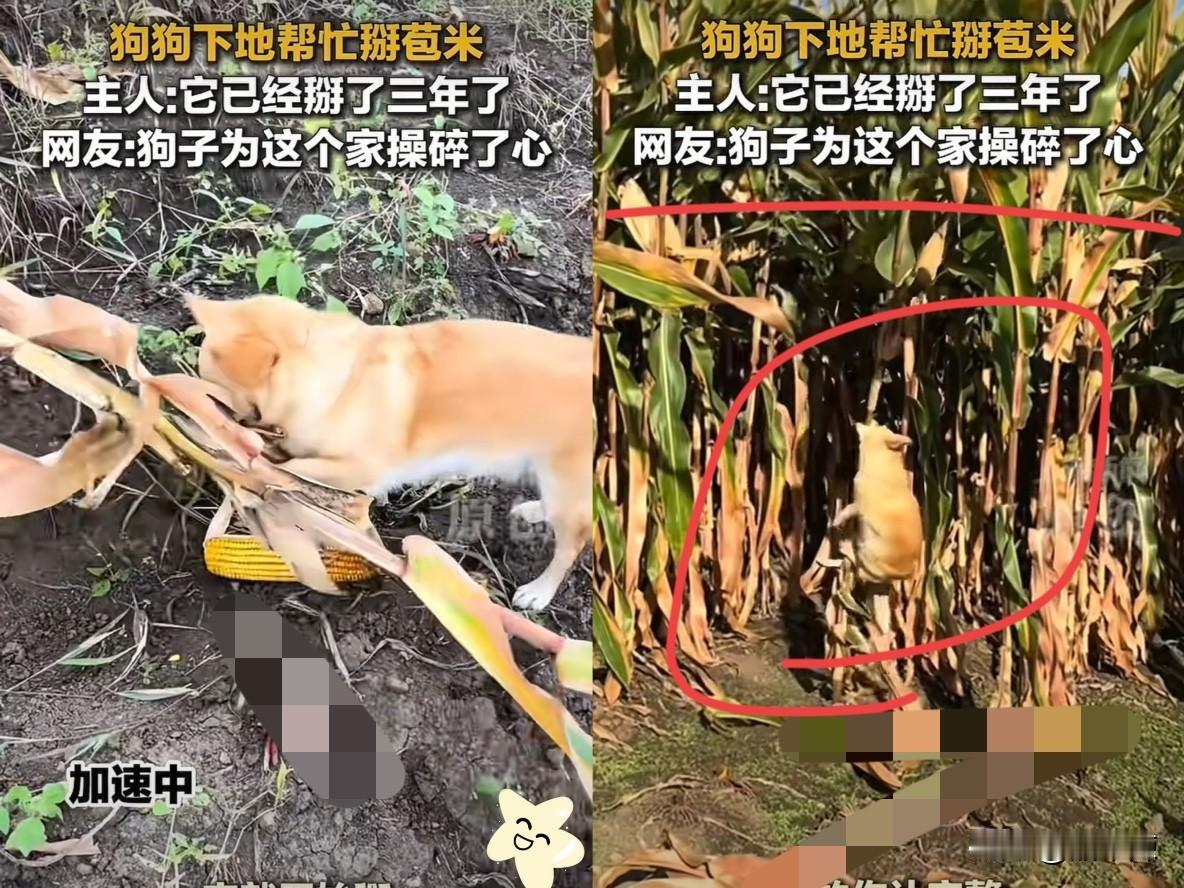 “成精了！”黑龙江一女子和家人下地掰玉米，家养的狗狗也跟着来到玉米地，还没等主人