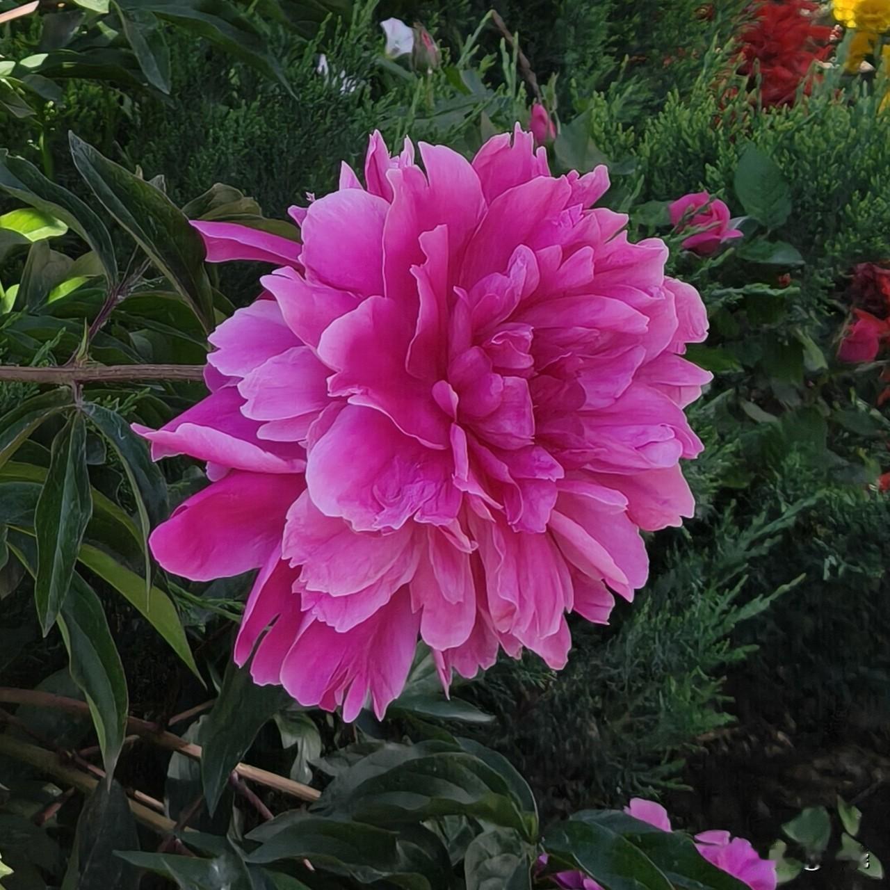 芍药春去夏来，我每日都忙忙碌碌，不知忙什么，竟错过了春天的牡丹盛景，心中满是遗
