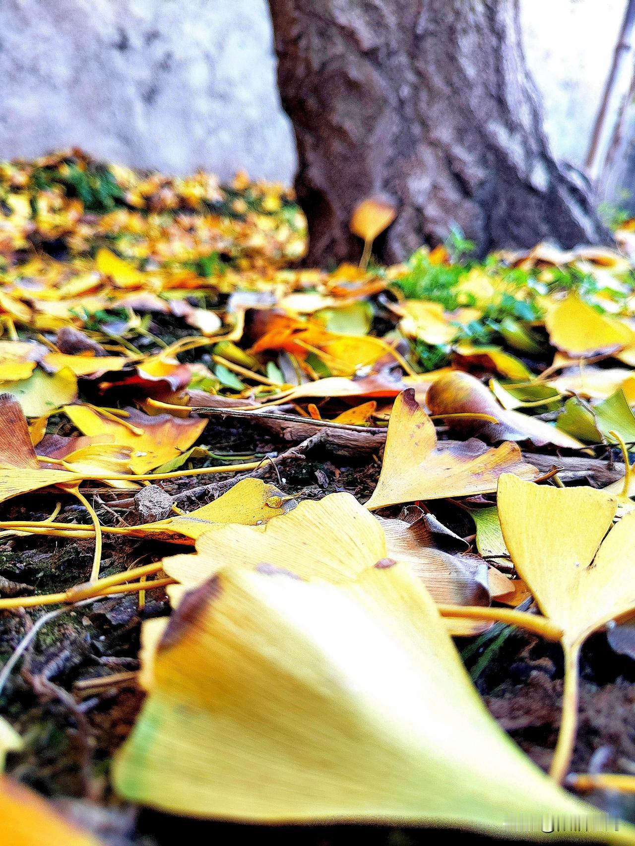 孙祝田格律诗词十首七律·感谢秋枫老师惠赠诗词诸卷孙祝田秋枫大境韵悠长，佳