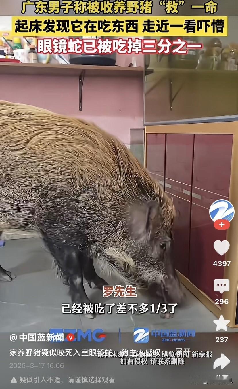 小的时候家里养猪，外婆就经常带我去芦苇地里面抓蛇，半天就能抓很多。回到家每条蛇用