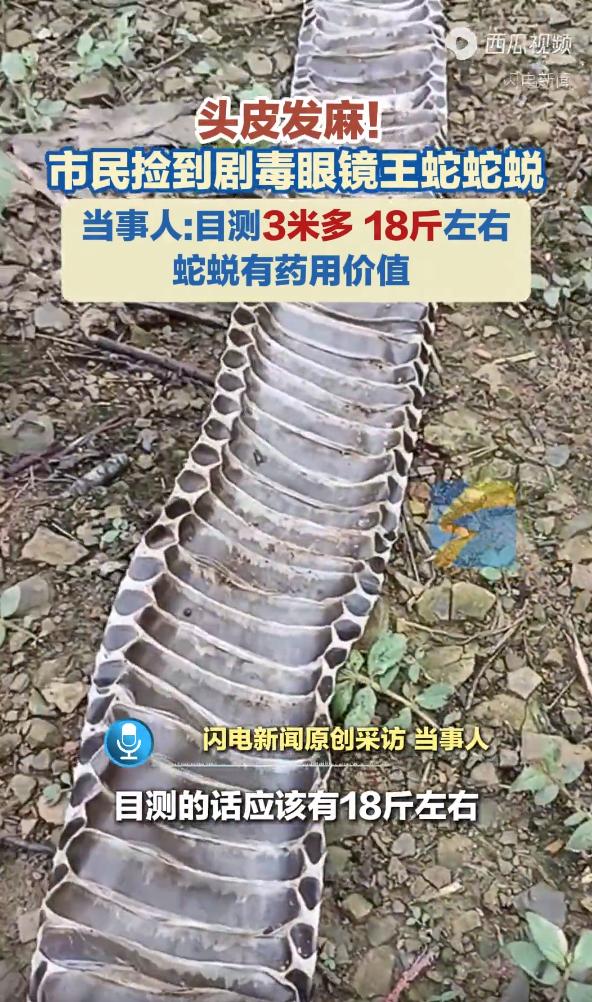 10月15日，广西来宾，一男子捡到一条3米多的巨型眼镜王蛇蛇蜕，比小臂还粗，他目