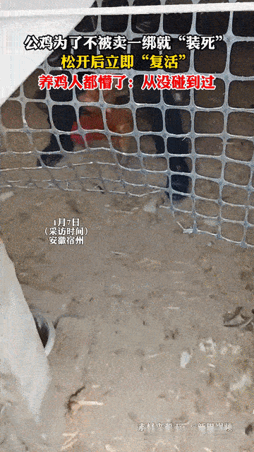 笑不活了！安徽宿州养殖户老王最近遇上件稀罕事，差点把他给逗乐了！安徽宿州一