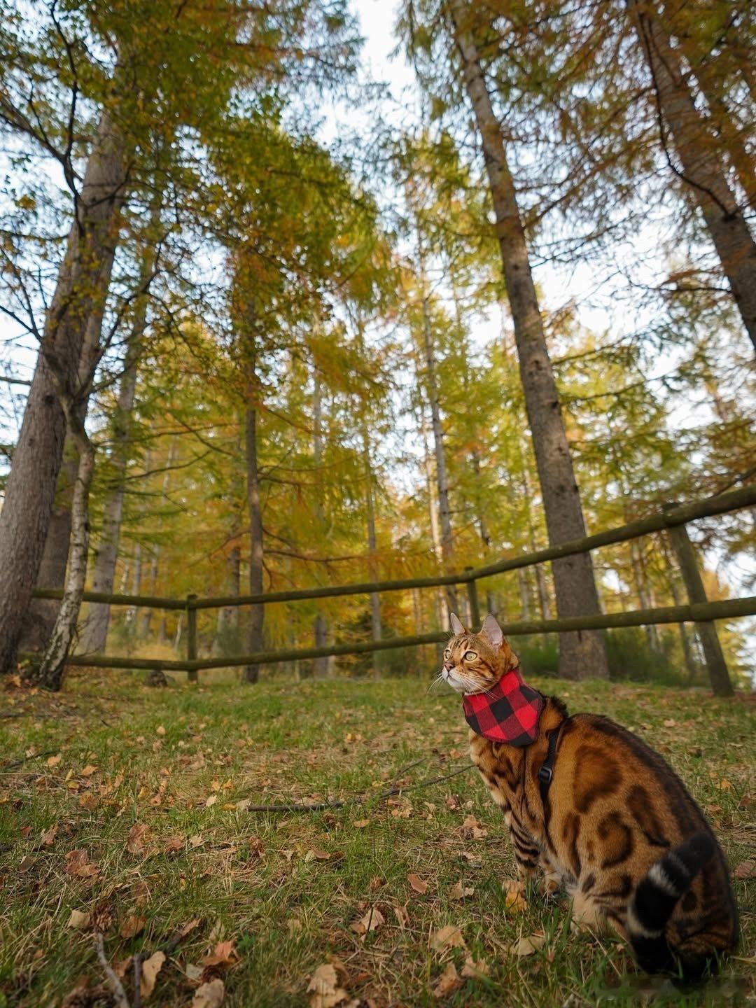 🍁cr：thebengalalex​​​