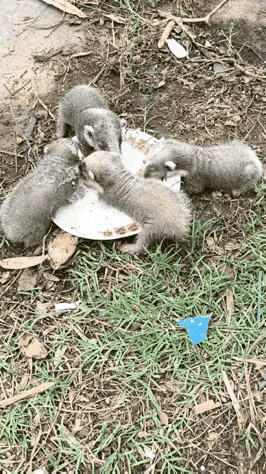 湖北一个好心人捡到一窝野生动物的幼崽，长得很特别，三分像猪，但不是猪，三分像狗，