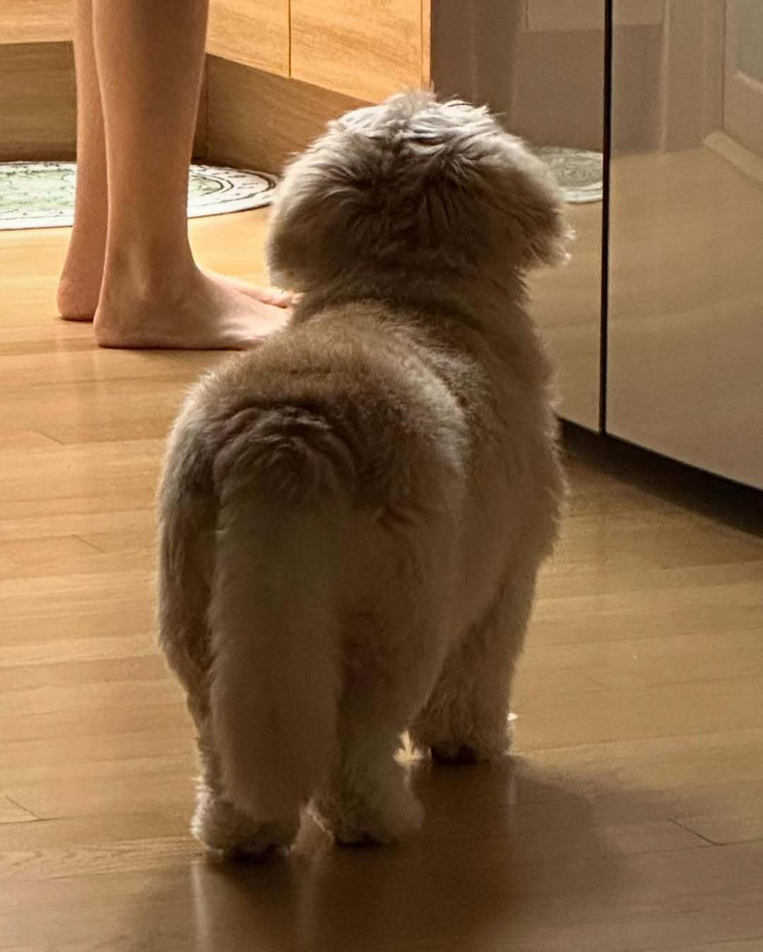 正在等待晚餐的小金毛