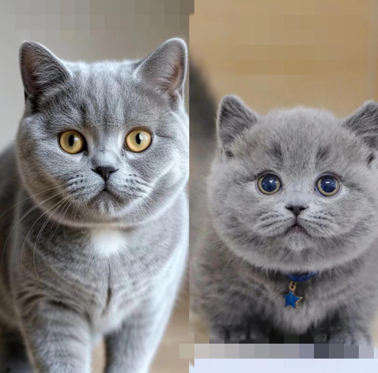 家人们谁懂啊！之前刷到蓝猫幼崽揣着小爪子蹭人的视频，我直接疯狂心动