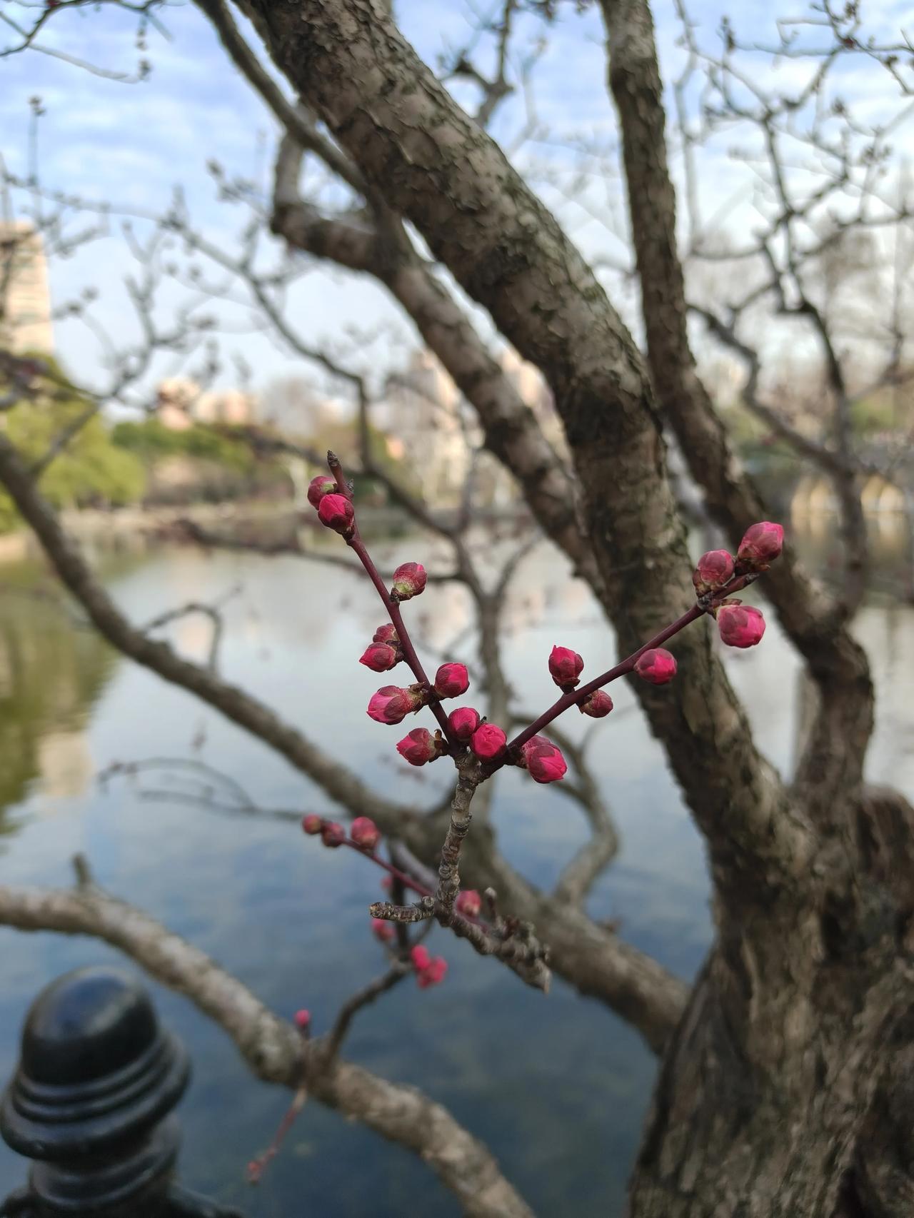 鲁迅公园散步随手拍实景图分享！鲁迅公园梅园走一圈随手拍～🌸🌸🌸🌸