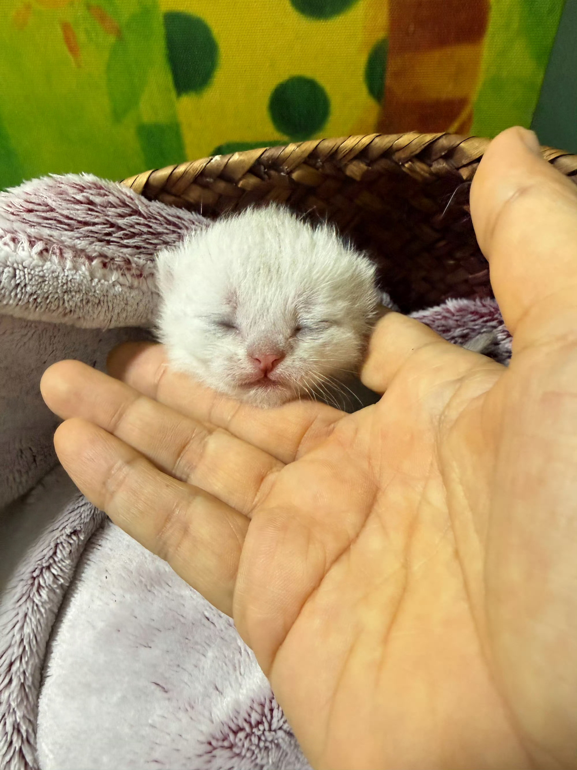 跟你们没猫的人说不清楚猫咪家里有个天真可爱的小动物在等你，看书时旁边卧着一个对