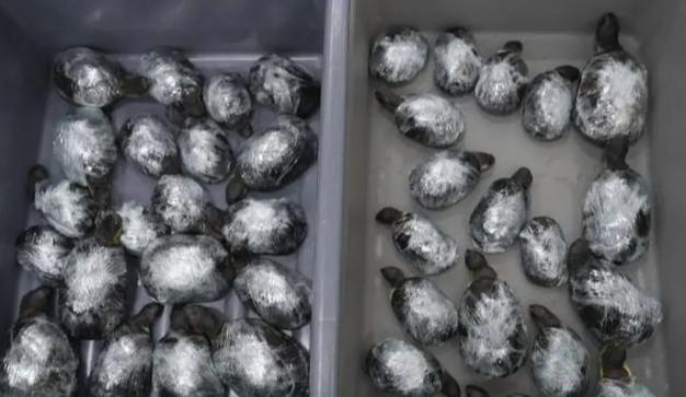 不久前深圳文锦渡口岸的一幕，直接让现场海关关员惊出一身冷汗。 事情发生在进境