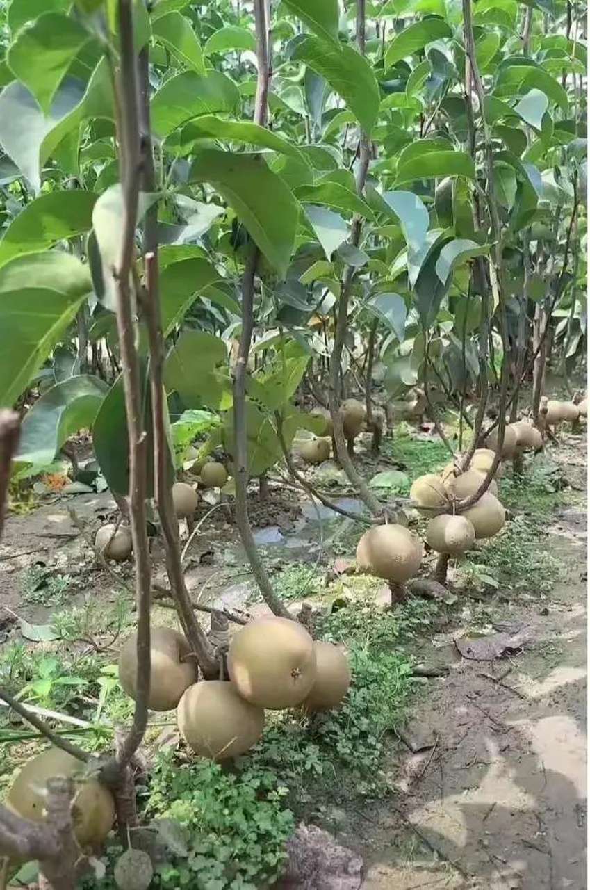 有知道这是什么水果的吗？看着像梨又不是梨！！！