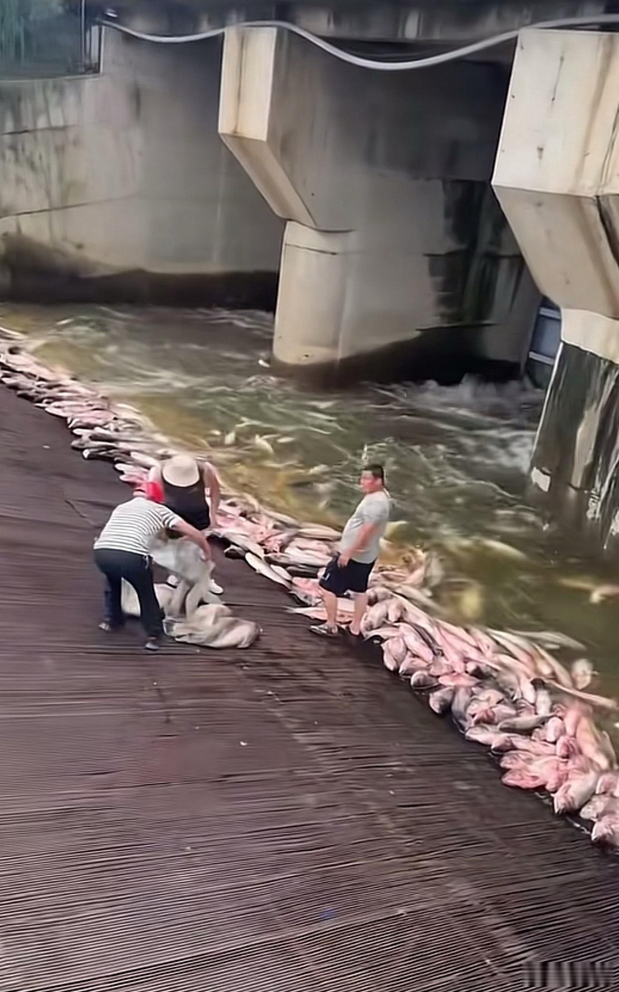 做梦都不敢这样去做！